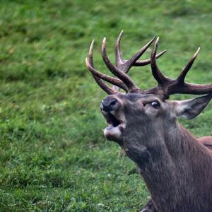 Ascolta il Bramito del Cervo