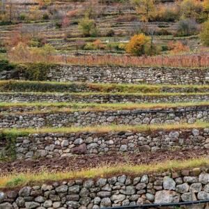 Paesaggi Terrazzati in Trentino