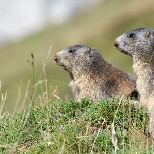 Le Marmotte, sentinelle della Val Venegia