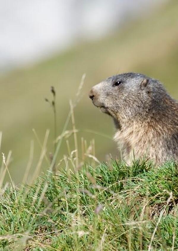 Le Marmotte, sentinelle della Val Venegia
