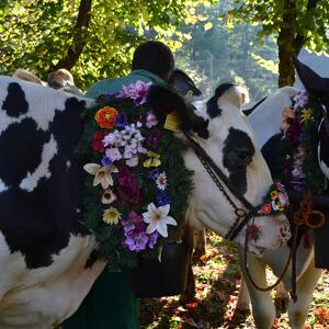 Gran Festa del Desmontegar