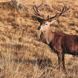 Ascolta il Bramito del Cervo