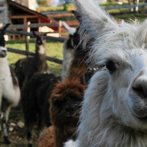 Trekking con i Lama