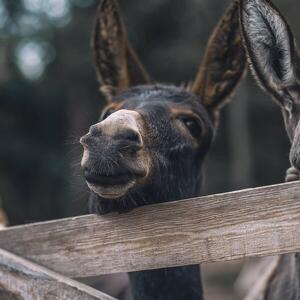 Un Inverno da Somari in Primiero
