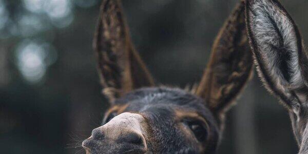 Un Inverno da Somari in Primiero