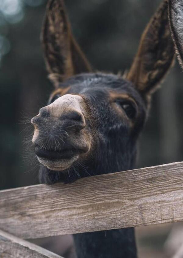 Un Inverno da Somari in Primiero