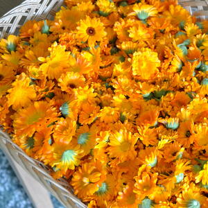 Laboratorio con Erbe & Fiori