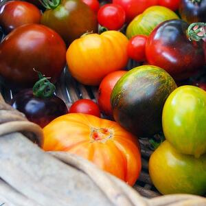 Viaggio nel variopinto mondo del pomodoro