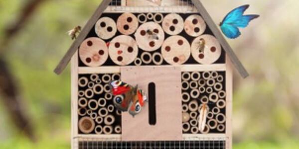 Casette per gli insetti