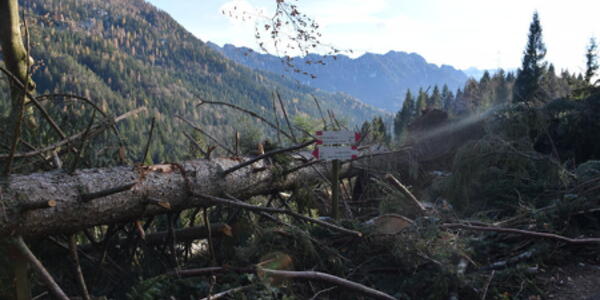 Nella Foresta degli Abeti che Suonano