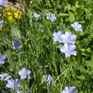 A Spasso con le Famiglie tra Antiche Tradizioni e Natura