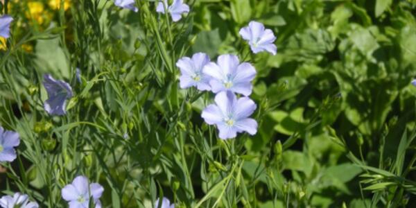 A Spasso con le Famiglie tra Antiche Tradizioni e Natura