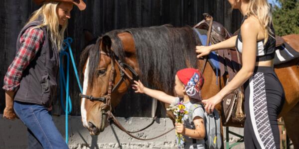 Horse and Dog Education